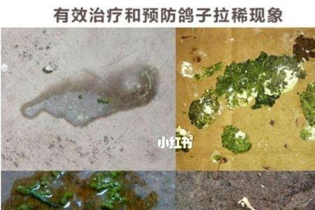 鸽子的肠子可不可以吃