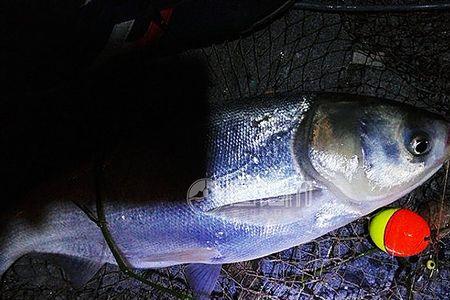 冬季钓鲢鳙浮钓还是底钓好