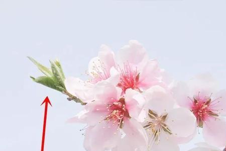 桃花杏花在枝头笑仿写句是什么