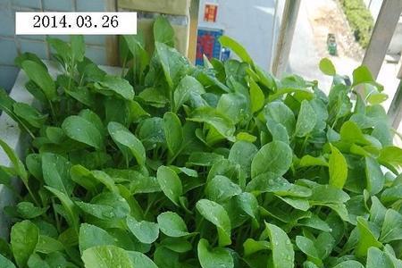 湖北一年四季种菜时间