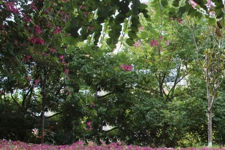花开时花落什么意思