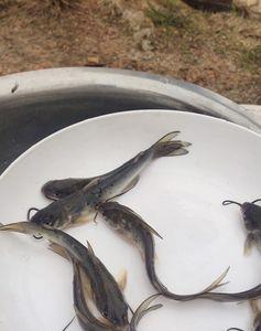 双尾鮰鱼是什么鱼