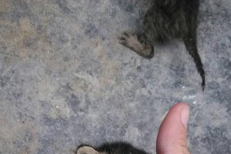 野猫怎么知道给他做的窝