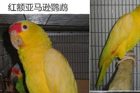 白头黄身是什么鸟