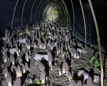 羊肚菌种植每年必须换地方吗