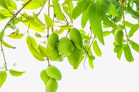 芒果树叶子一年四季的变化