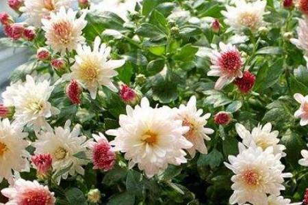 木菊花怎么摘心让树型好