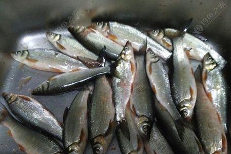 温鱼肉可以底钓吗