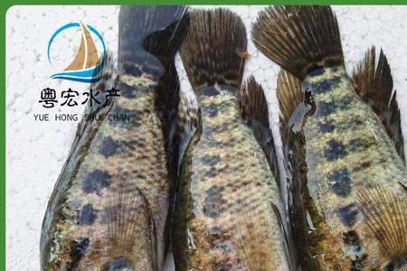 花斑鱼和鲈鱼哪个好