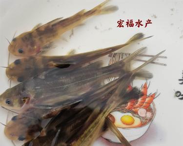 黄骨鱼养殖技术潮汕