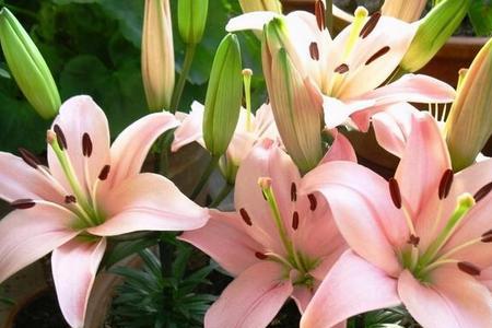 百合开花时间顺序表