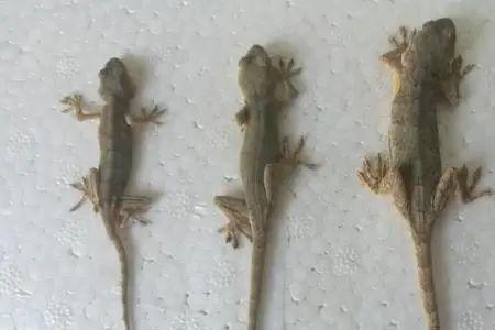壁虎怎么养