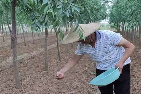 金蝉抱树是活的还是死的