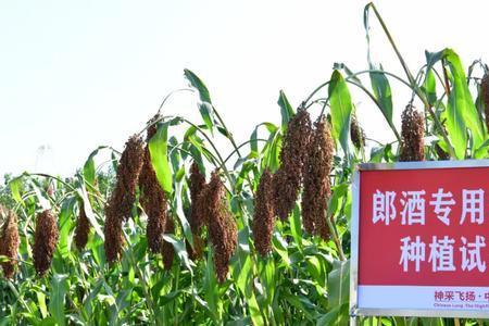 红糯19号高粱种