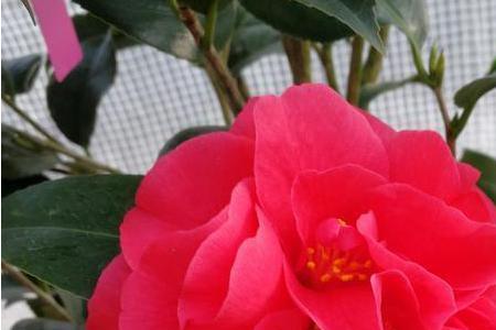 牛心菜多少度怕冻