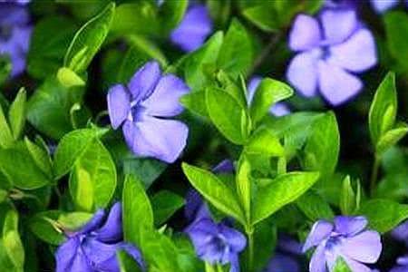 长春花夏天枯死的原因