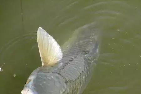 降温怎么钓鲻鱼