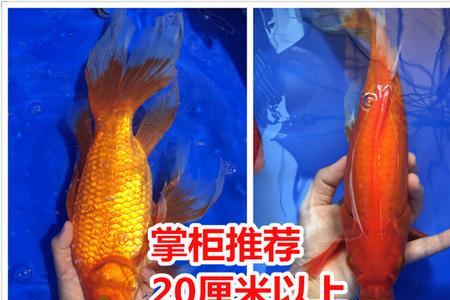 小红鲤鱼喂什么饲料