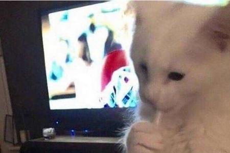 猫咪可以喝梨汁吗