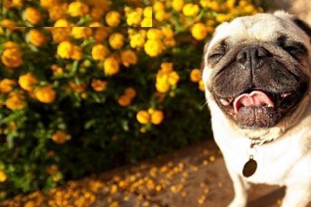 巴哥犬多大才能听话