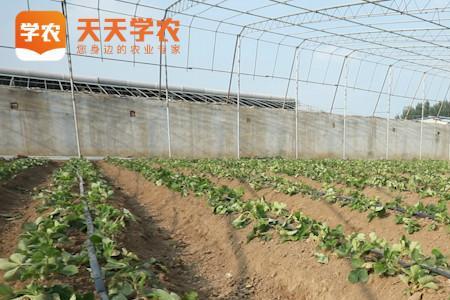 大棚架豆王浇水注意什么