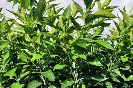 大棚下可以种植沙糖桔吗