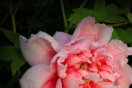 富贵之花是什么意思