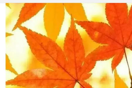 牵挂和惦记意思一样吗
