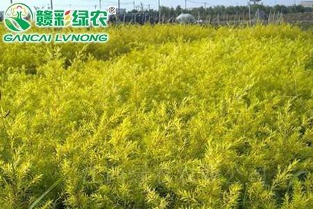 黄金柳叶子发干
