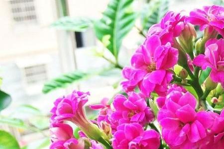 长寿花水红的长寿花怎么养