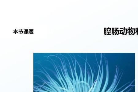 扁形动物的代表动物5种