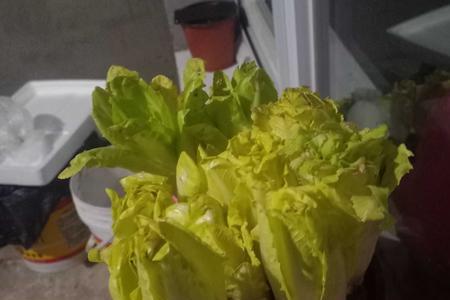 金玉兰菜种子真的好种