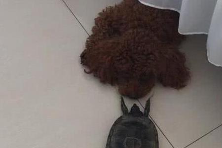 什么龟认主最快