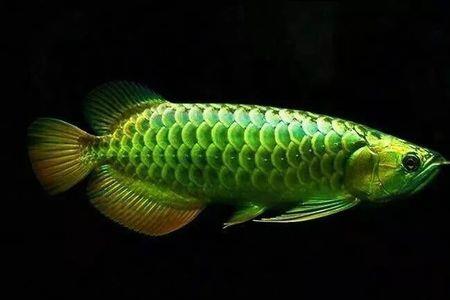金龙鱼用什么水最好