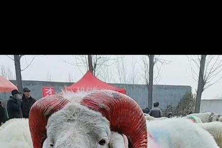 一头种公羊可以配几代母羊