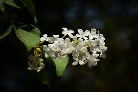 孔明灯里面的丁香花怎么开