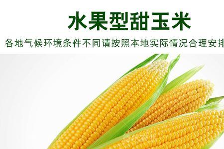 甜玉米成熟标准