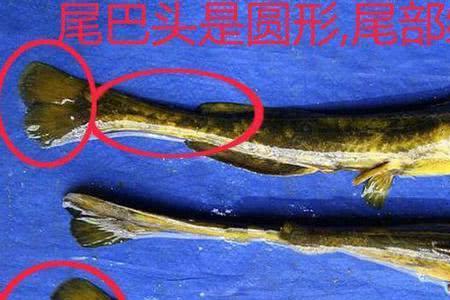 尾巴是三角形的是什么鱼