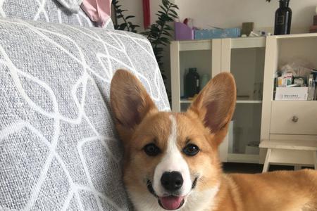 库奇犬是什么品种