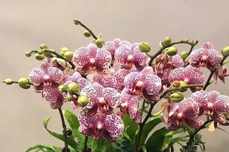 蝴蝶兰八大名贵花