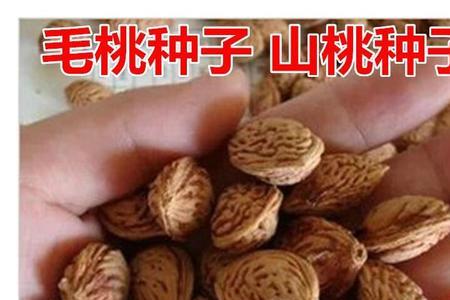 桃核是种子吗