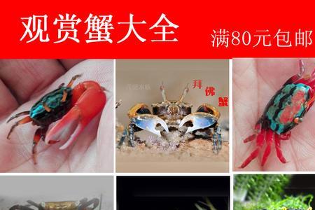相手蟹是夜间活动吗