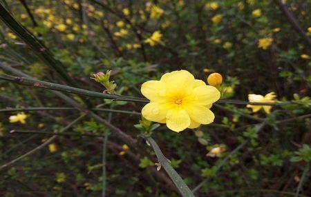 迎春花是什么花序