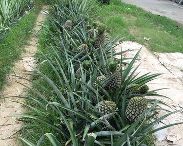 本地树菠萝是不是圆的