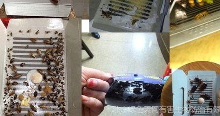 用蟑螂贴粘到蟑螂后要赶紧扔掉