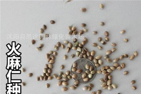 火麻种子如何区分雌雄
