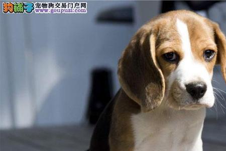三个月比格犬吃多少