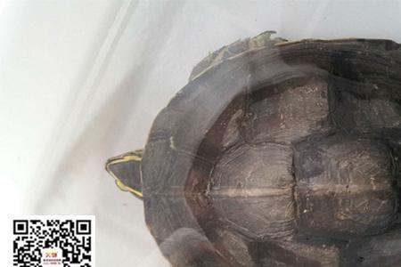 怎么看安布闭壳龟纯不纯