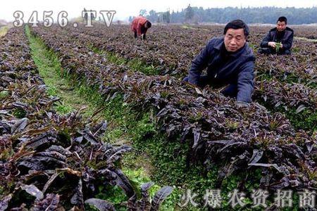 莴笋移栽后怎么使用生根剂灌根