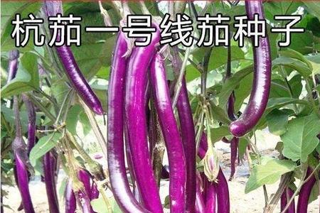 杭茄和其他茄子的区别